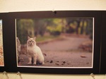 2011 6 青地大輔写真展 007.jpg