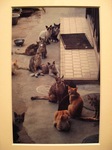2011 6 青地大輔写真展 012.jpg
