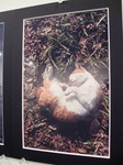 2011 6 青地大輔写真展 014.jpg